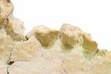Fossil Titanothere (Megacerops) Jaw - South Dakota #300031-4